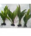 Java Fern trident plant 4 pcs